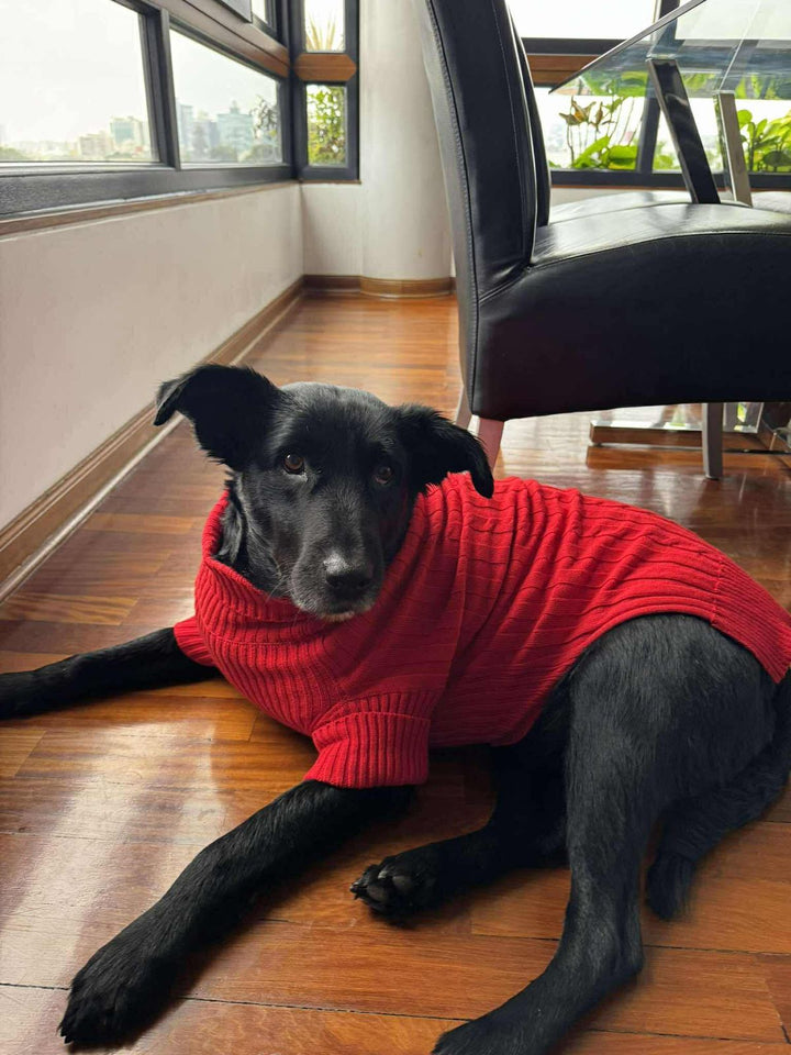 Chompita Clasica Mascota
